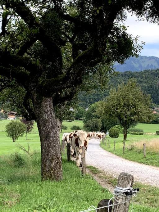 Petit Cocon Entre Lac, Golf Et Montagne, Proche D'Annecy Giez Eksteriør billede